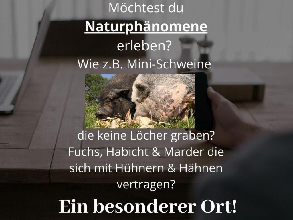 Kleine Einzigartige Ferienwohnung Auf Dem Bauernhof, Direkt In Der Natur Mit Blick Auf Schloss 布劳恩费尔斯 外观 照片